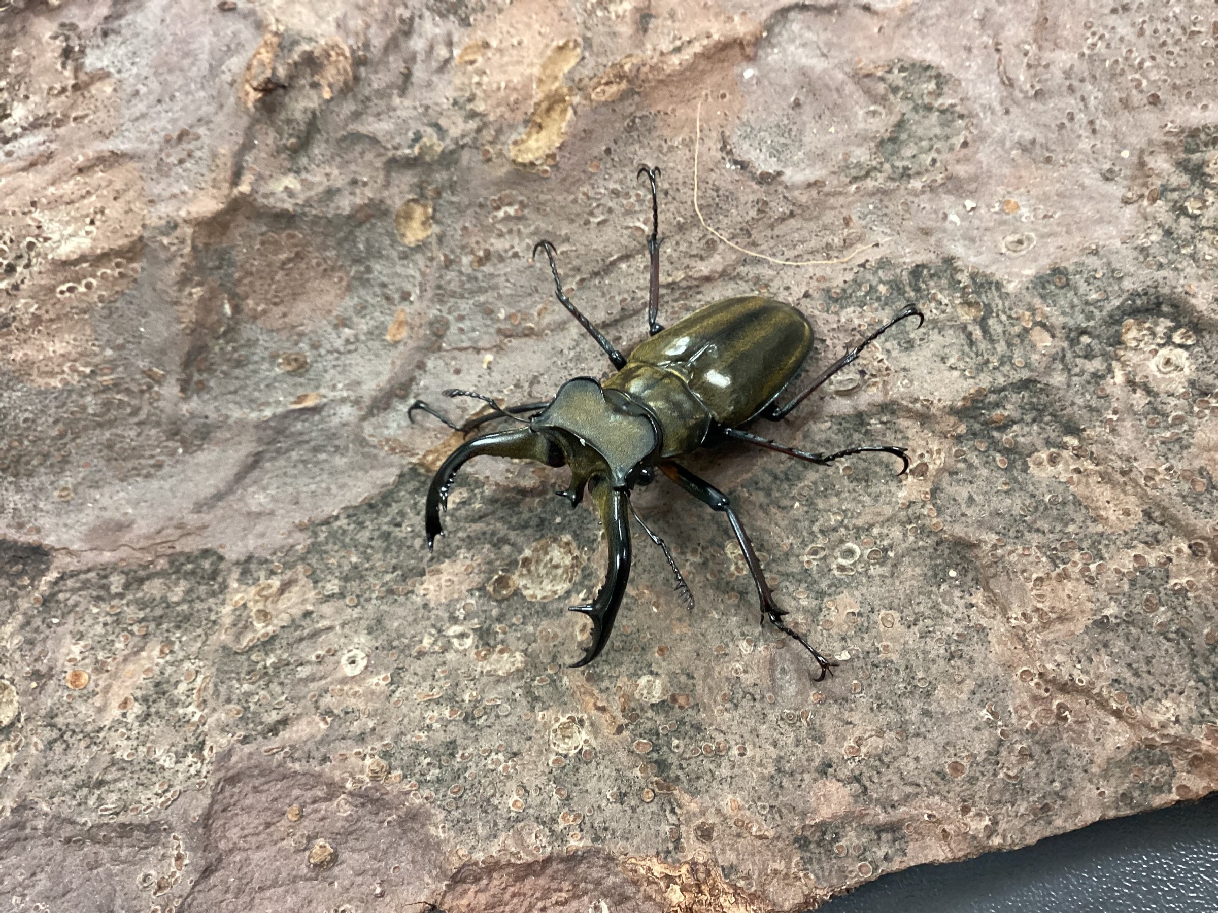 昆虫ショップSMIS | スミス