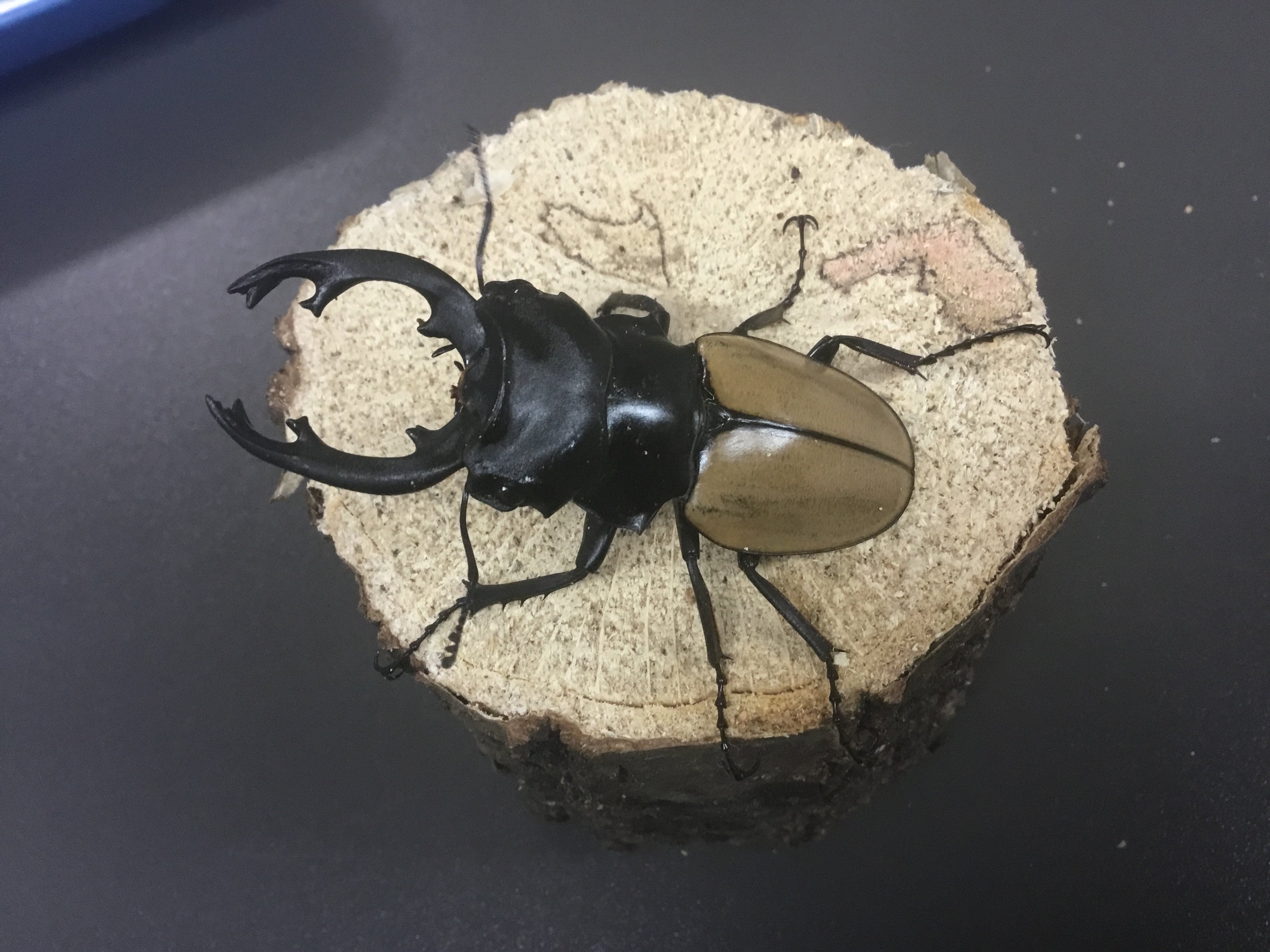 モウホツヤクワガタ標本ペア タイ産 モウホツヤクワガタペア Wild | スミス