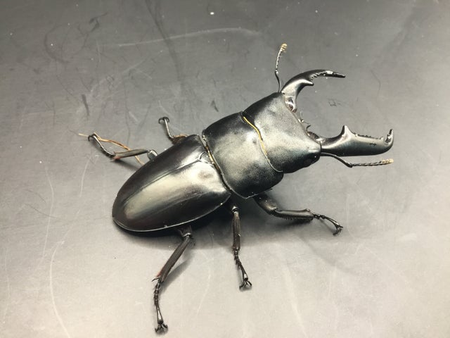 ヒラタクワガタ | スミス