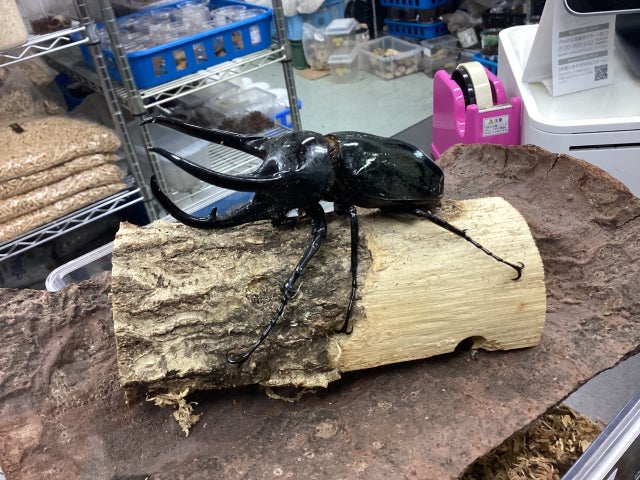 外国産カブトムシ成虫 | スミス