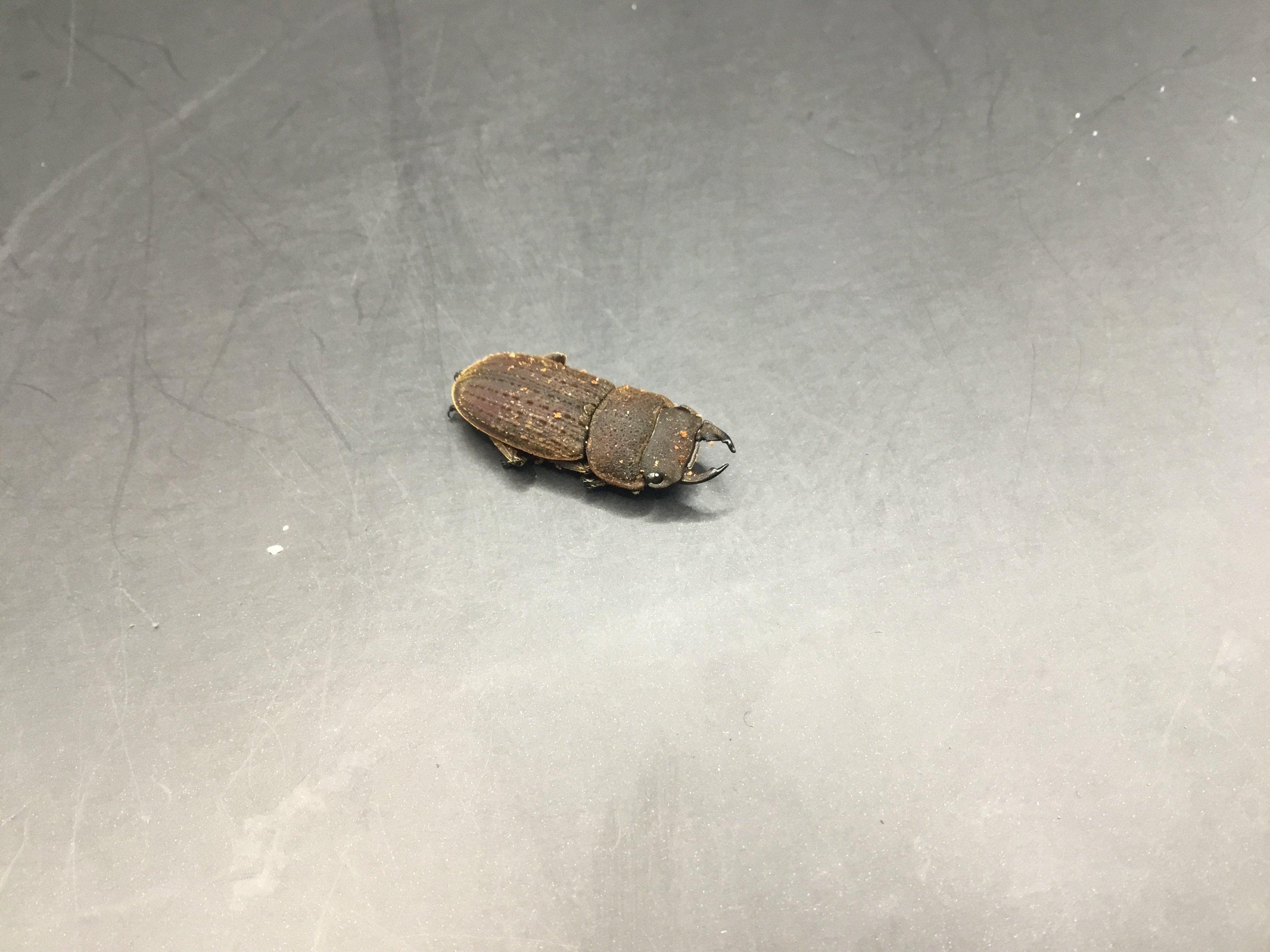 タイ産 ベルティヌスサビクワガタペア Wild | スミス