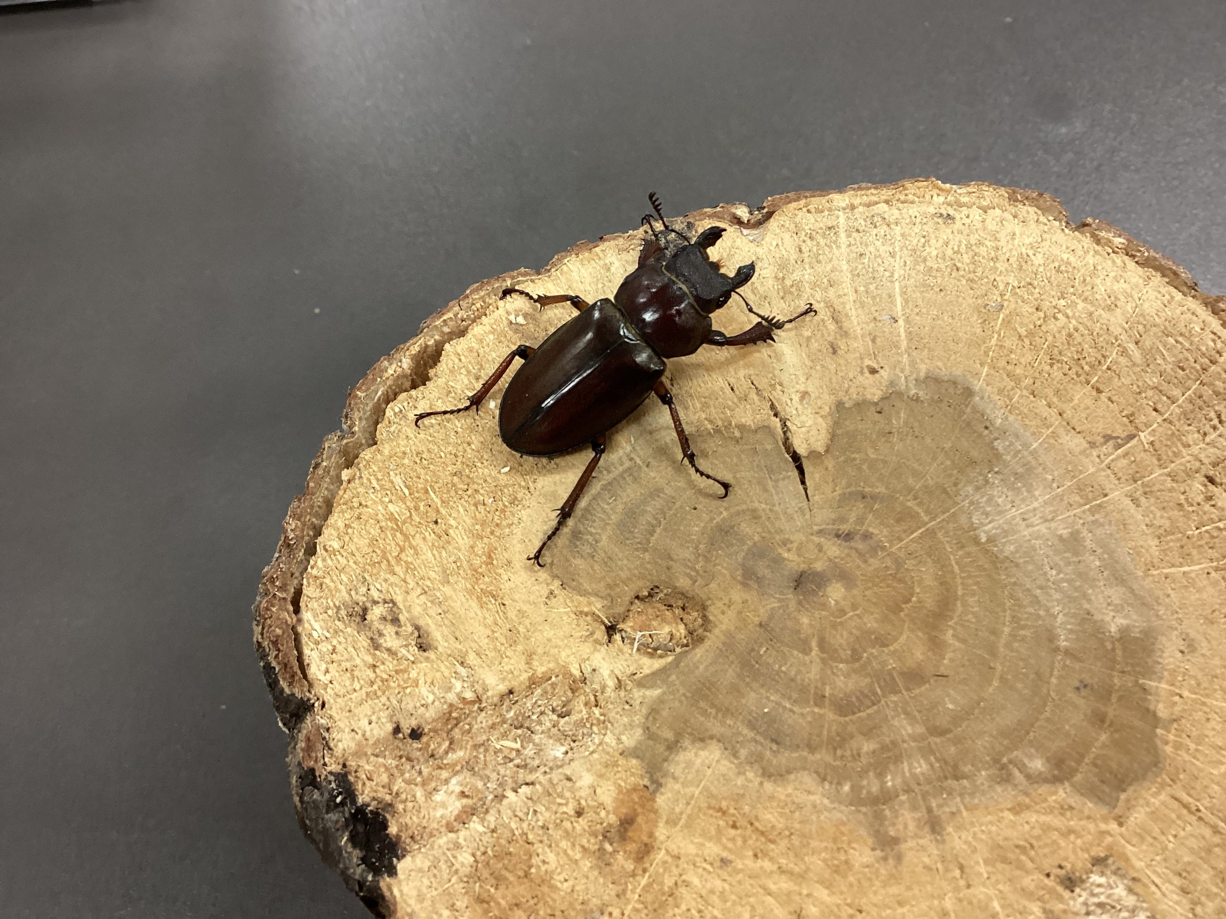 ベトナム便グラディウスミヤマ | スミス