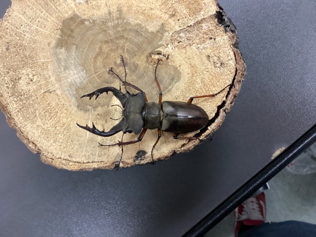 ミヤマクワガタ | スミス