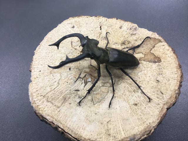 ミヤマクワガタ | スミス