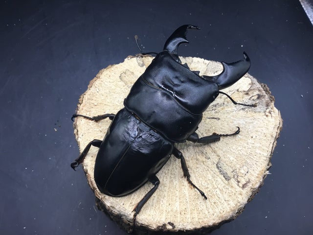 ヒラタクワガタ | スミス