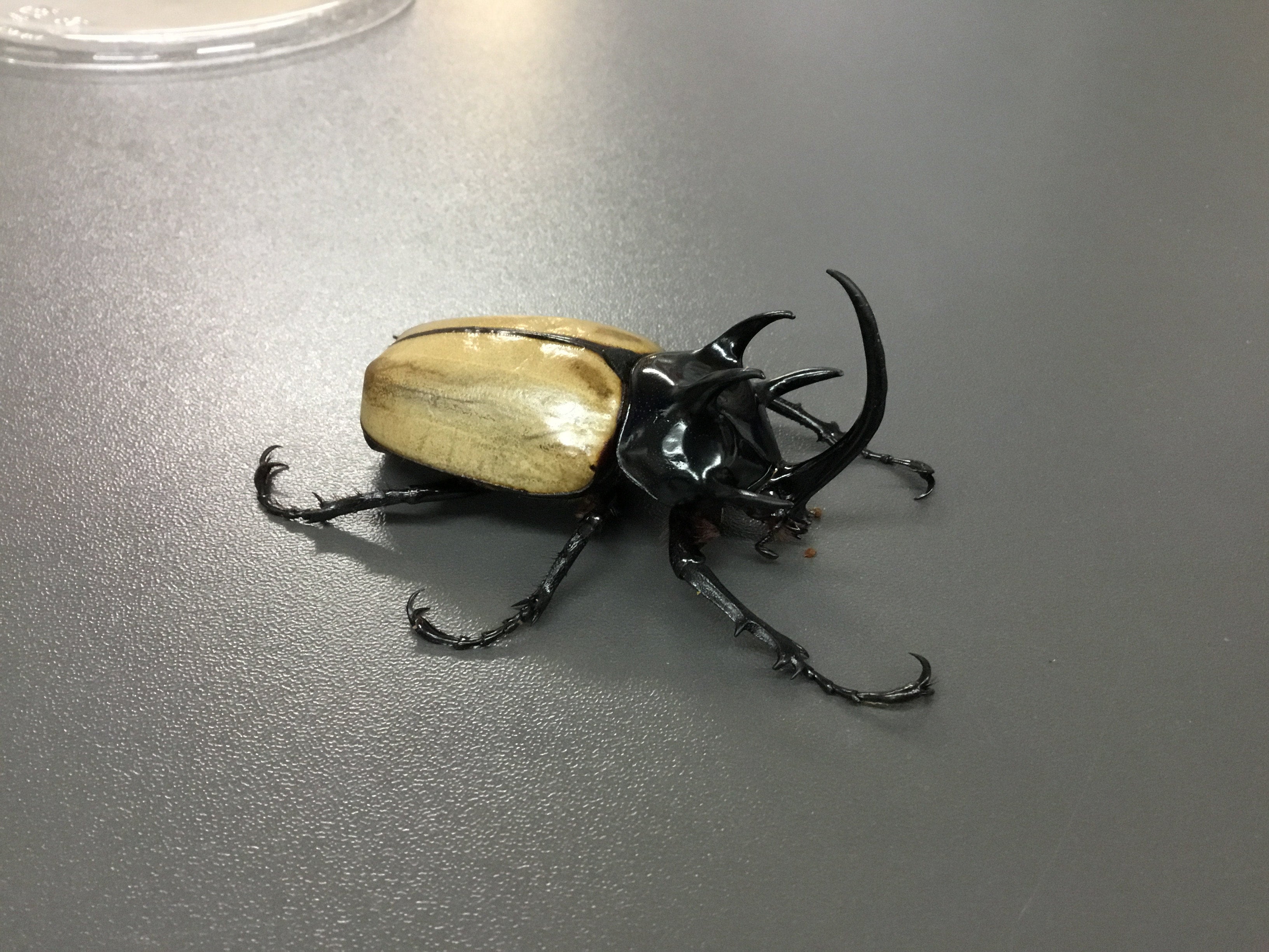 タイ産！ ゴホンヅノカブト | スミス