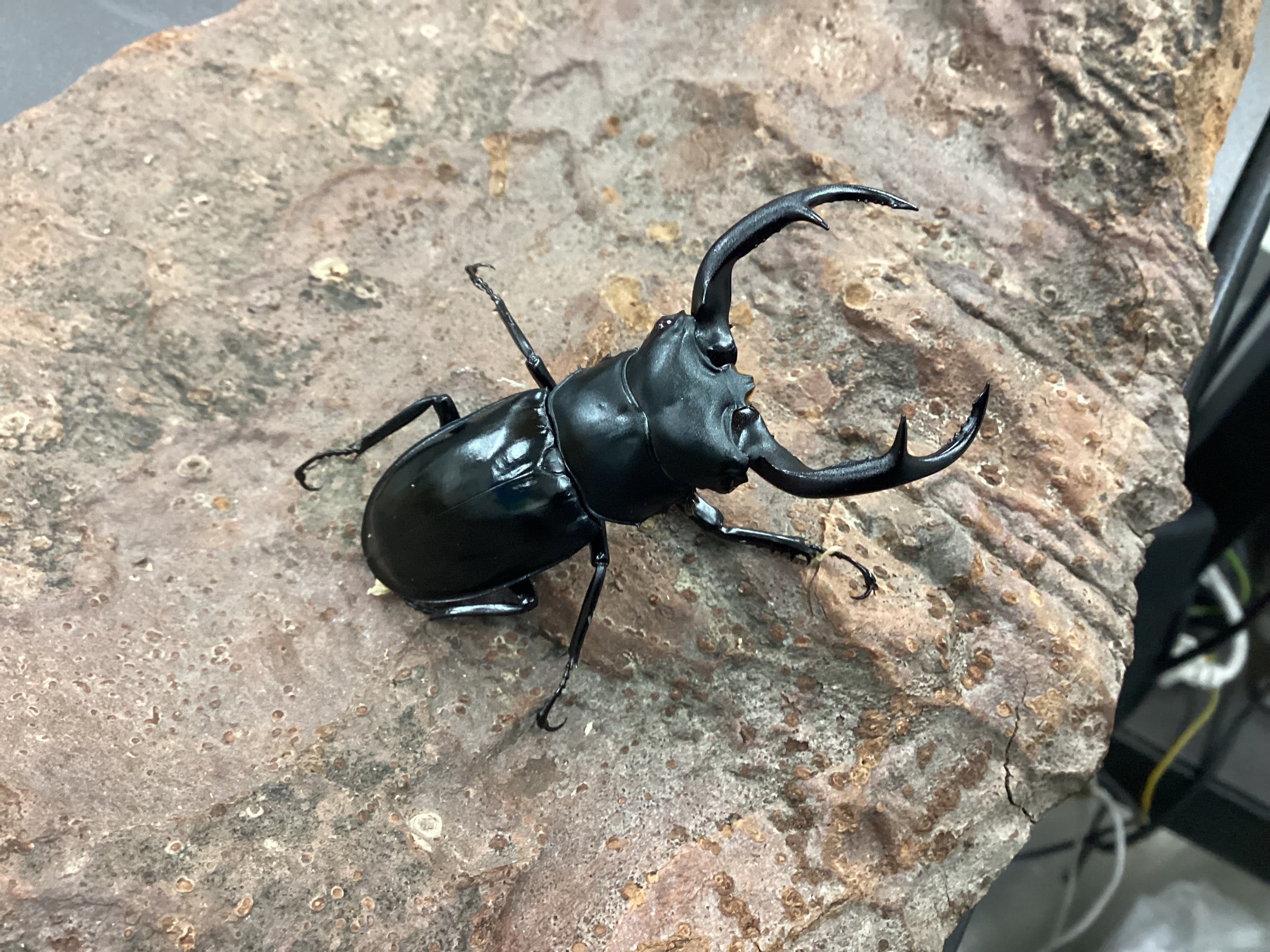 昆虫ショップSMIS | スミス