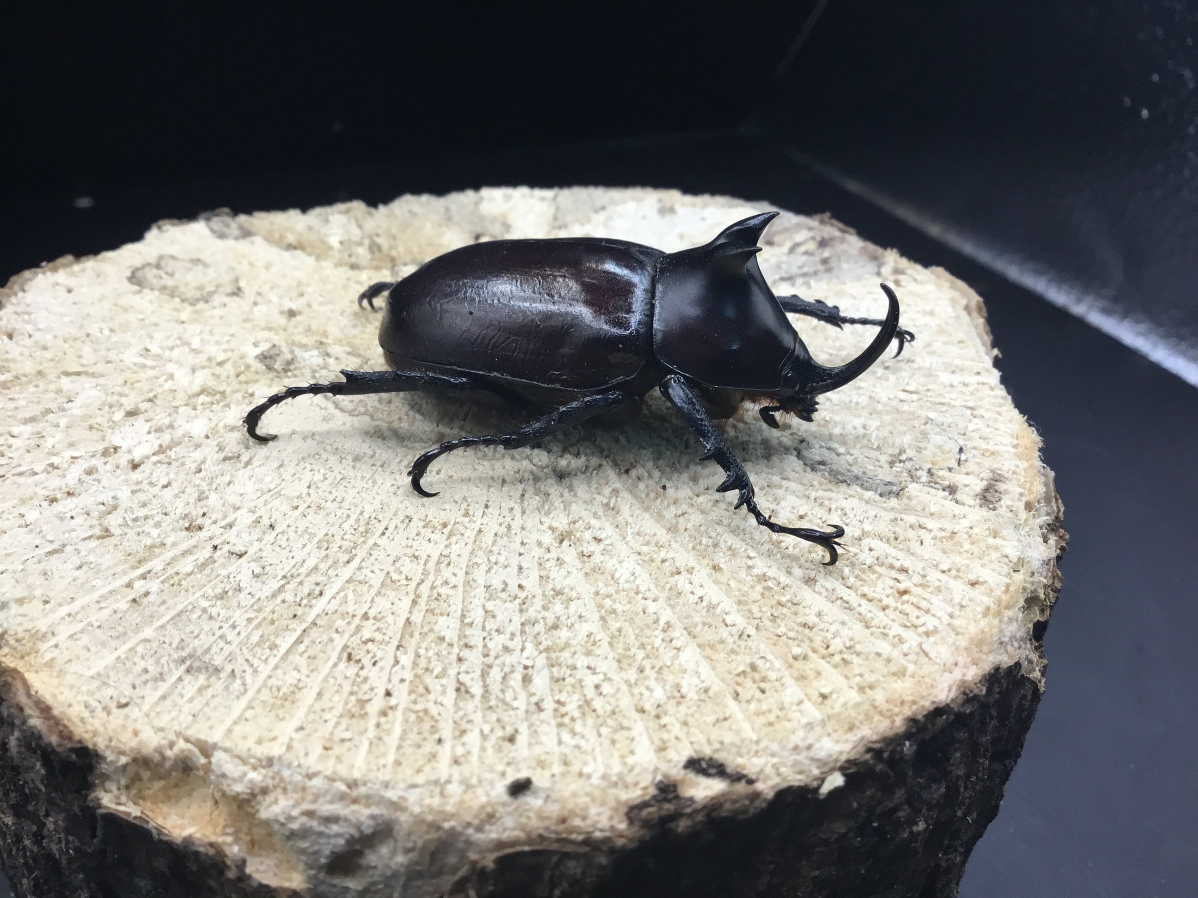 大型ベトナム産コーカサスオオカブトペア標本 ベトナム産 コーカサスオオカブトペア | スミス