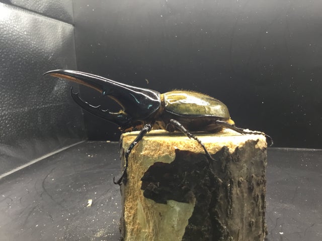 外国産カブトムシ成虫 | スミス