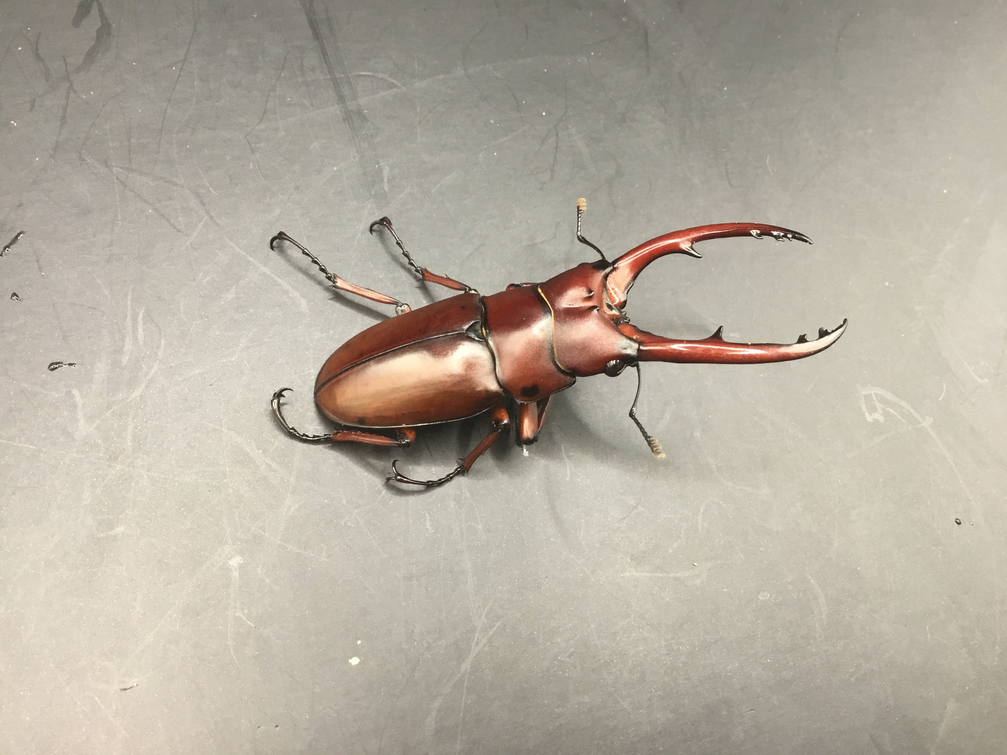 ギラファノコギリクワガタ 原名亜種 成虫ペア タイ産 95ミリアップペア（♀A-）☆インドネシアWild☆ギラファノコギリ亜種