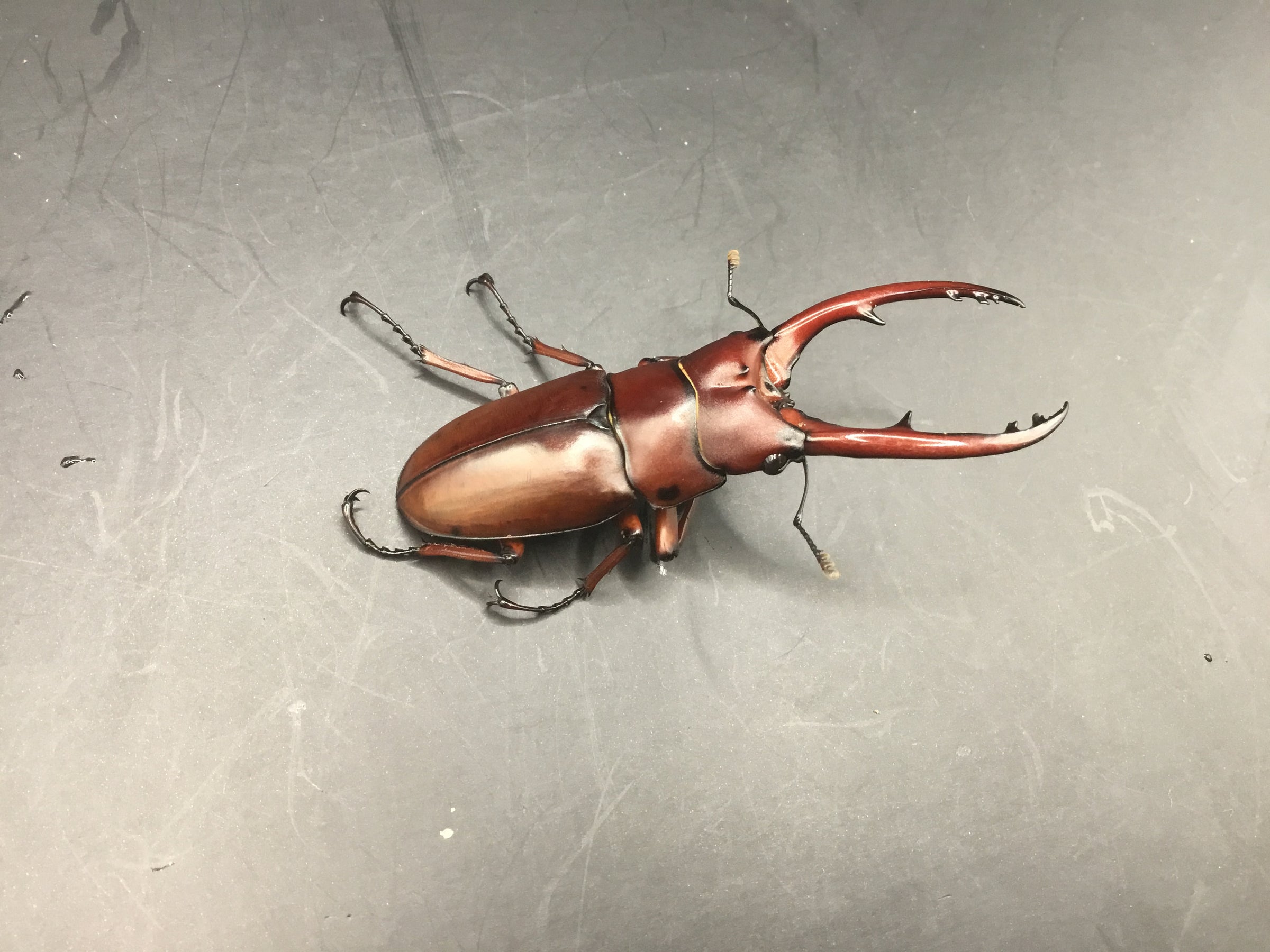 【外国産蝶標本】アスタコイデスノコギリクワガタ♂/貴州省.徳江県産/37mm アスタコイデスノコギリクワガタ販売 中!昆虫卸問屋アリスト | 外国産