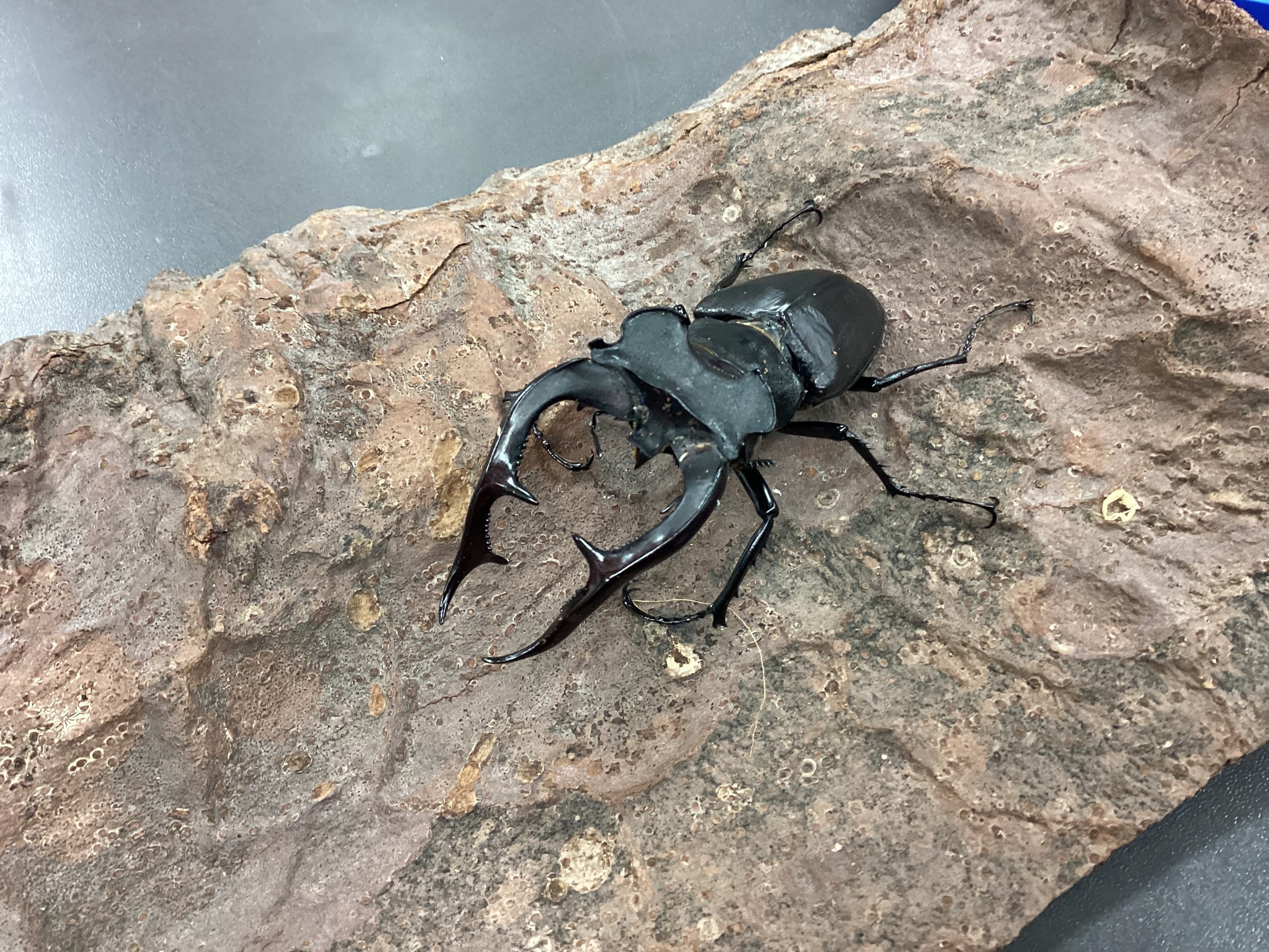 昆虫ショップSMIS | スミス