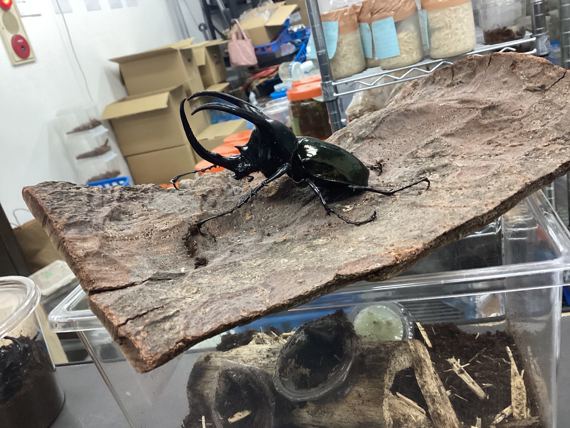 ベトナム産 コーカサスオオカブトペア | スミス