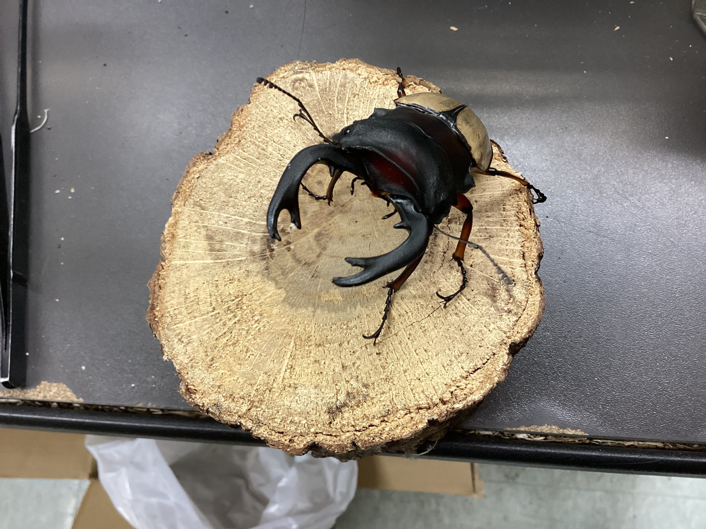 フェモラリスツヤクワガタ　標本　アトラスオオクワガタ フェモラリスツヤクワガタ〔Yahoo!〕 - BeetleBlog [dasai.biz]