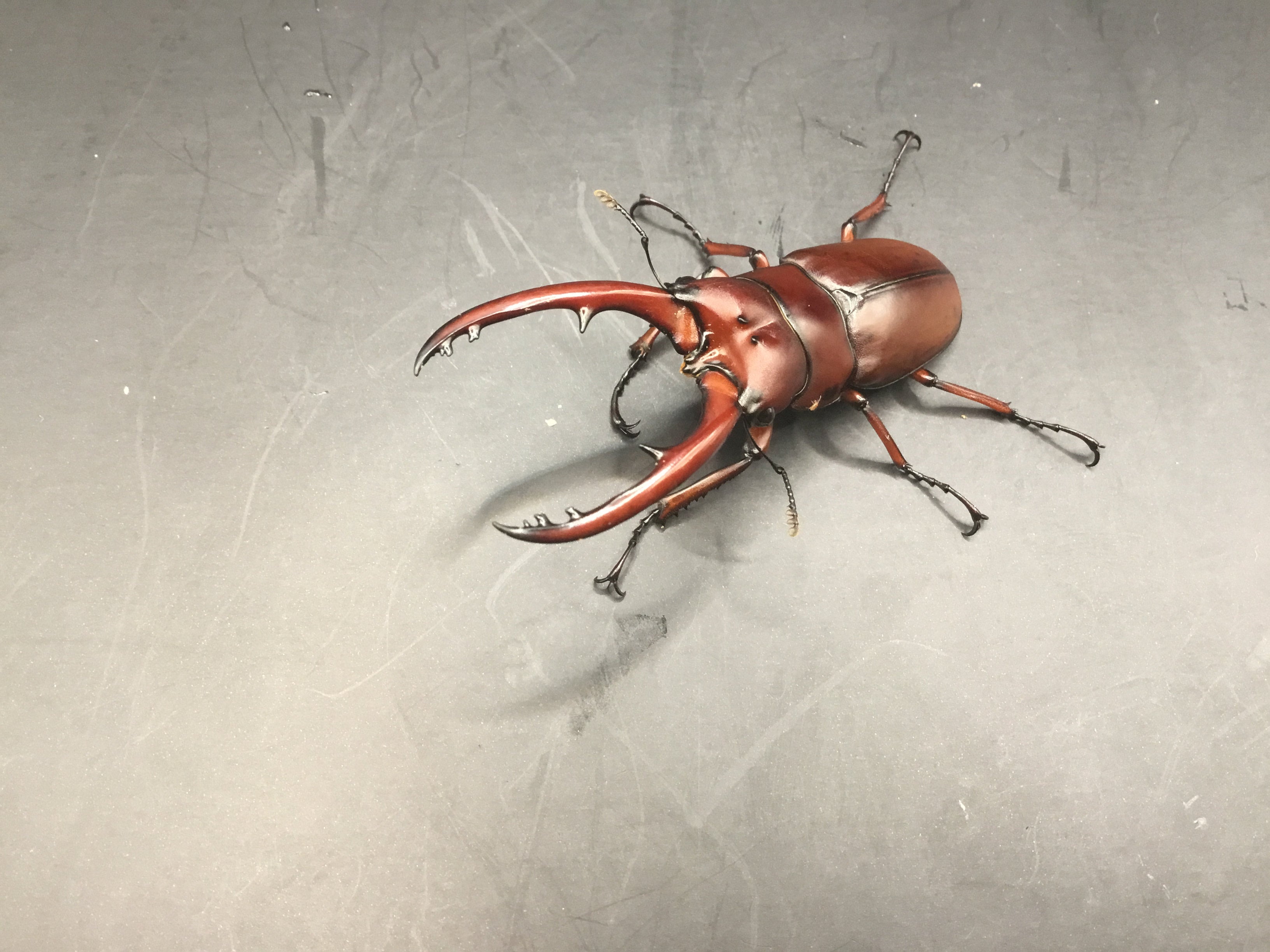 タイ産 アスタコイデスノコギリクワガタ(カスタネウス) Wild | スミス