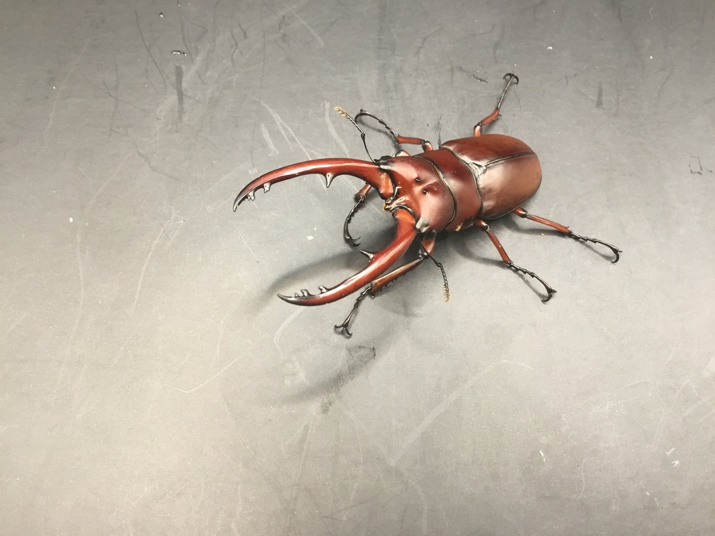 タイ産 アスタコイデスノコギリクワガタ(カスタネウス) Wild | スミス