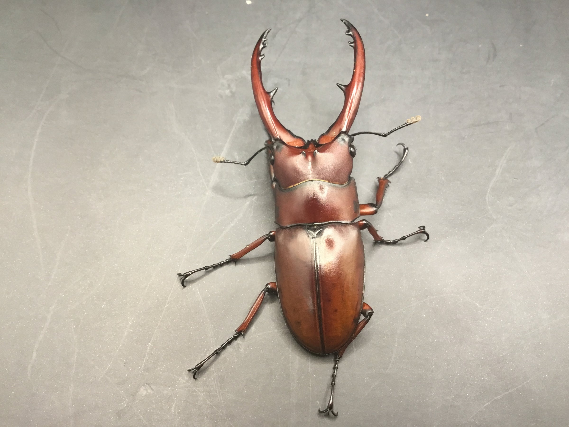 タイ産 アスタコイデスノコギリクワガタ(カスタネウス) Wild | スミス