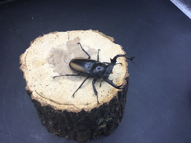 ベトナム産 マイシカクワガタ 45mm ベトナム産 マイシカクワガタ 45mm
