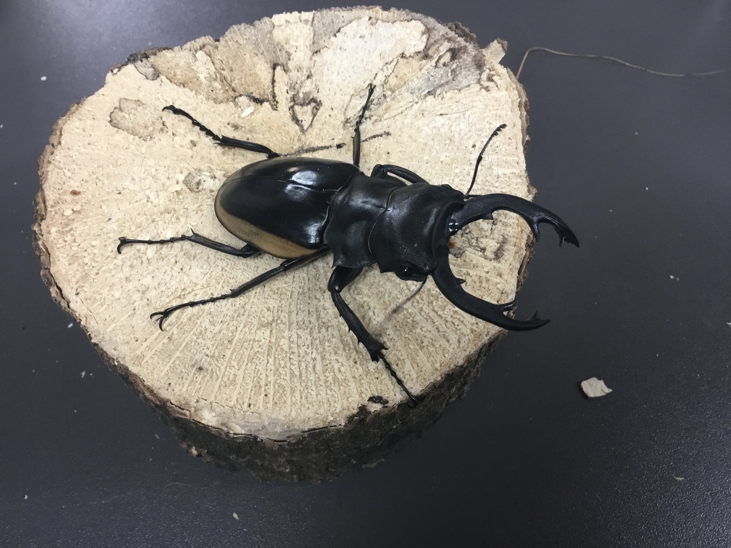 クベラツヤクワガタ ssp.sinensis ♂86.1mmペア ベトナム 標本