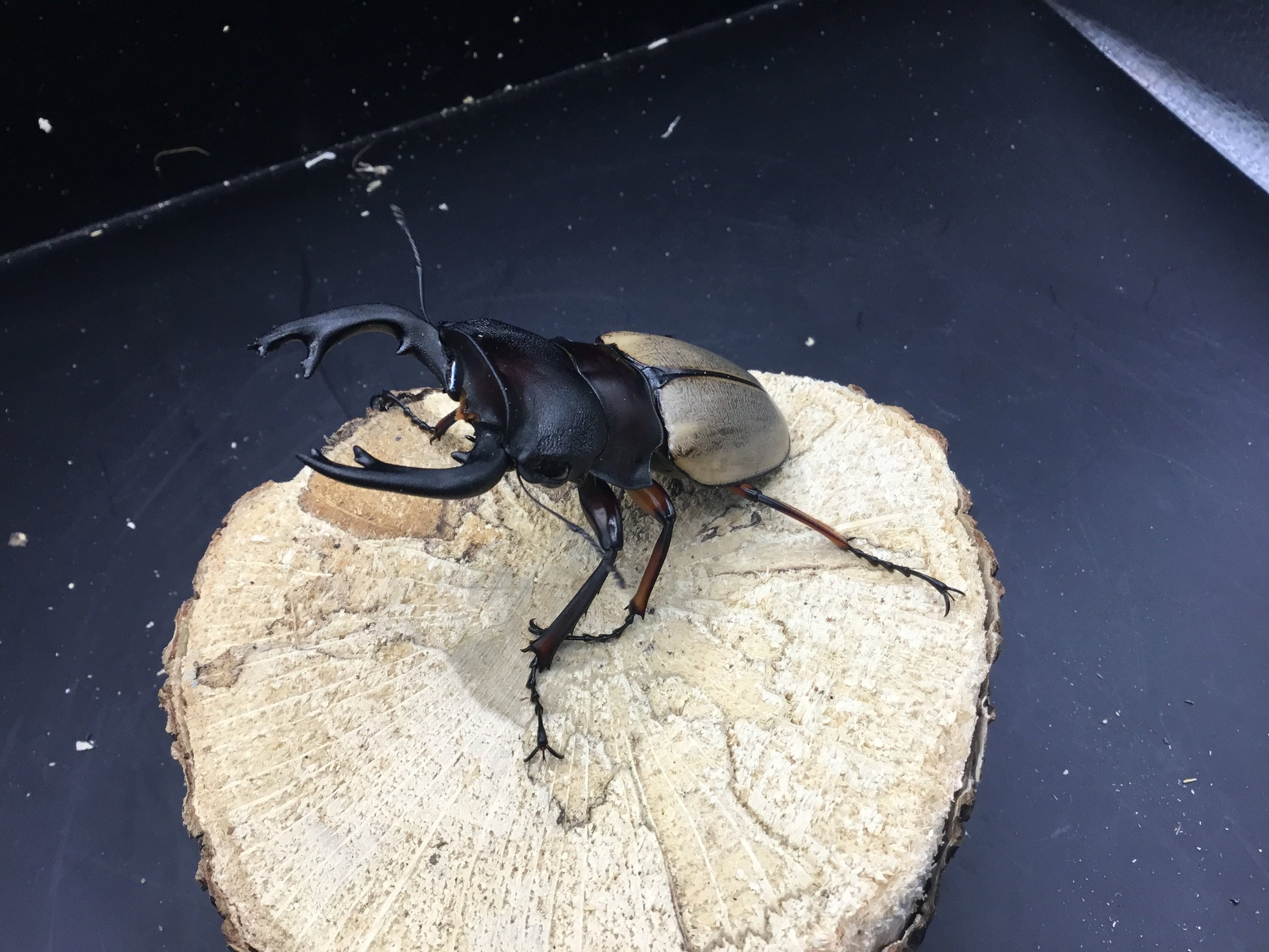 フェモラリスツヤクワガタ♂野外標本 のしかかる フェモラリスツヤクワガタ♂野外標本 のしかかる